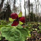 Mt. Van Hoevenberg: Jo’s Love