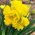 Daffodils 